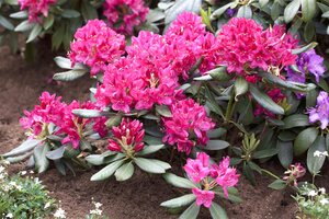 NOVA ZEMBLA RHODODENDRON 30CM - image 5