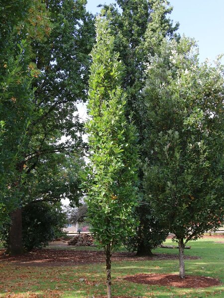 OAK X BICOLOR 'KINDRED SPIRIT' 225CM