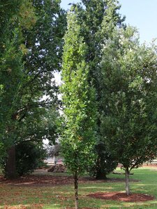 OAK X BICOLOR 'KINDRED SPIRIT' 225CM