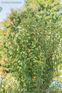 OBELISK SASKATOON SERVICEBERRY 125CM