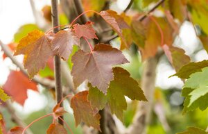 OCTOBER GLORY MAPLE 300CM  - image 1