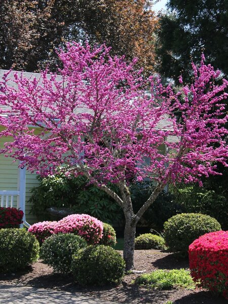 OKLAHOMA REDBUD 175 CM