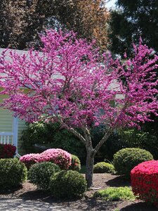 OKLAHOMA REDBUD 175 CM