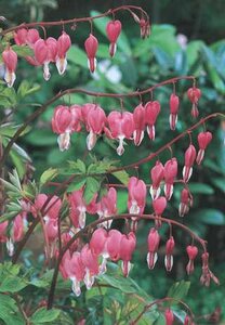 OLD FASHIONED BLEEDING HEART 1G
