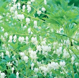 OLD FASHIONED BLEEDING HEART ALBA 1G