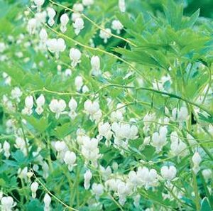OLD FASHIONED BLEEDING HEART ALBA 1G