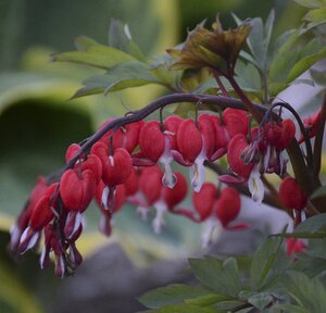 OLD FASHIONED BLEEDING HEART VALENTINE 1G