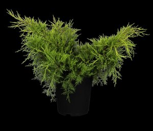 OLD GOLD JUNIPER 40 CM - image 5