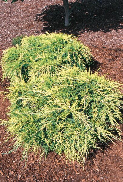 OLD GOLD JUNIPER 40 CM - image 1