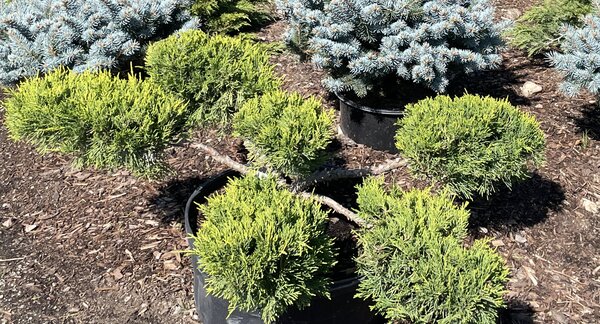 OLD GOLD JUNIPER POMPOM BONSAI 40CM