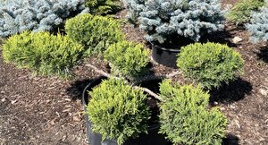 OLD GOLD JUNIPER POMPOM BONSAI 40CM