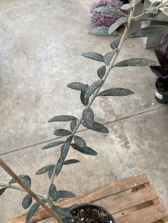 OLIVE PLANT 6"