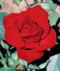 OLYMPIAD ROSE 2G-Red-HT