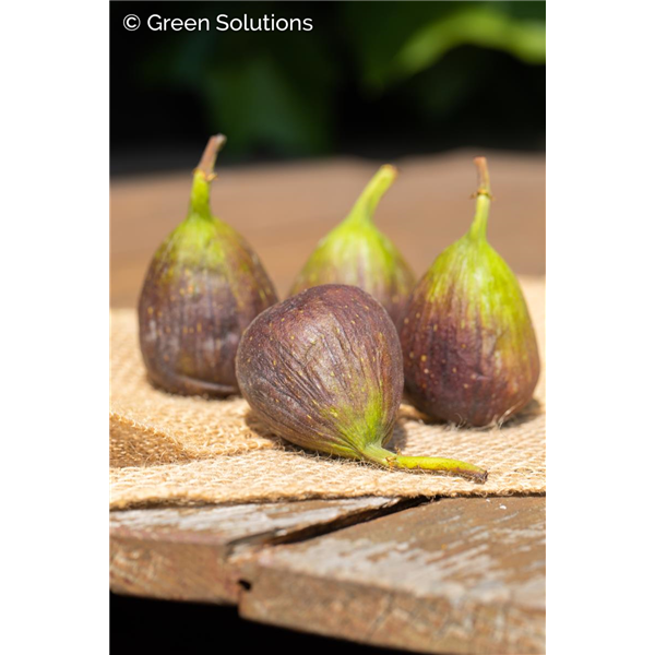 OLYMPIAN HARDY FIG 2 GALLON 3MONTH WARRANTY