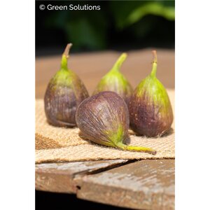 OLYMPIAN HARDY FIG 2 GALLON 3MONTH WARRANTY