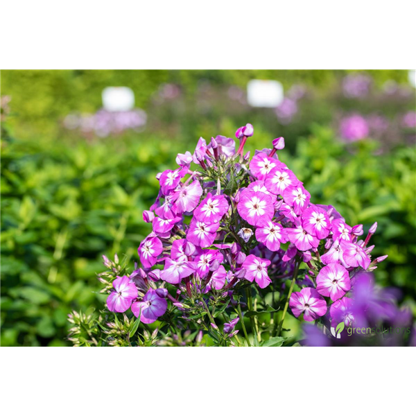 OLYMPUS GARDEN PHLOX 1G