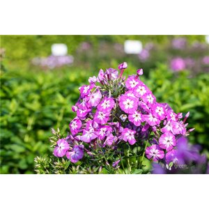 OLYMPUS GARDEN PHLOX 1G