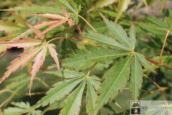 ORANGE FLAME JAPANESE MAPLE 175CM(3 MONTH WARRANTY)