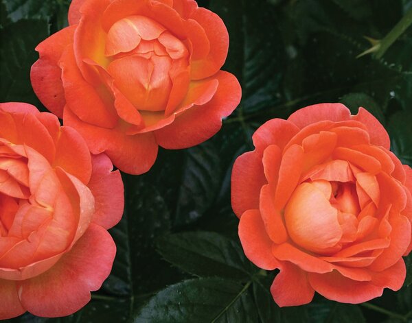ORANGE KNOCK OUT ROSE 2G (3 Month Warranty)