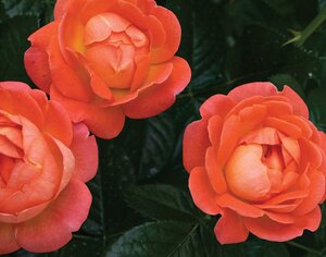 ORANGE KNOCK OUT ROSE 2G (3 Month Warranty)