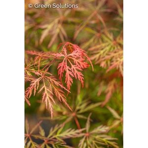 ORANGEOLA JAPANESE MAPLE 80CM