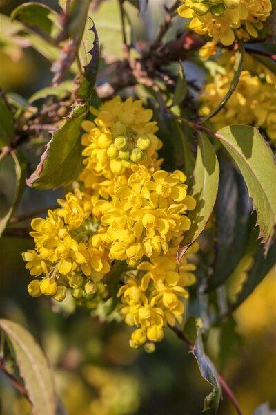OREGON GRAPE - image 4