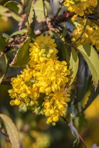 OREGON GRAPE - image 4
