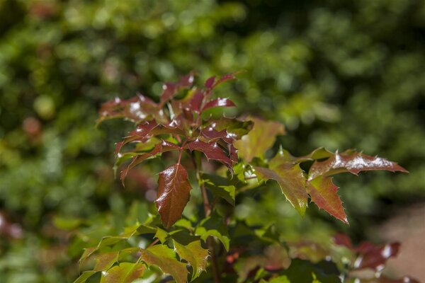 OREGON GRAPE - image 1