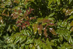 OREGON GRAPE - image 2