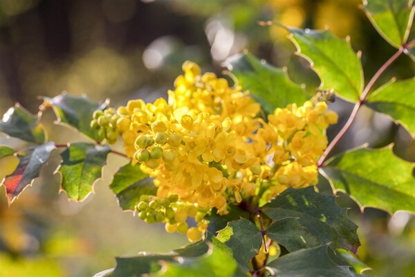 OREGON GRAPE - image 3