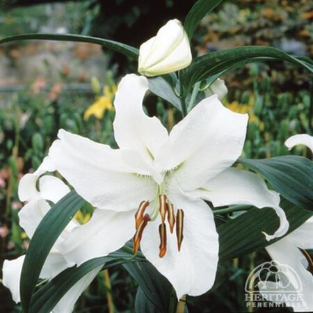 ORIENTAL LILY CASA BLANCA 1G