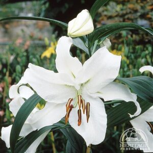 ORIENTAL LILY CASA BLANCA 1G