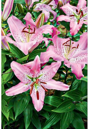 ORIENTAL LILY JOSEPHINE 1G