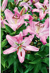 ORIENTAL LILY JOSEPHINE 1G