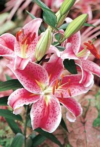 ORIENTAL LILY STARGAZER 1G
