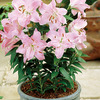 ORIENTAL LILY SWEET ROMANCE 1G