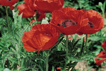 ORIENTAL POPPY BEAUTY OF LIVERMERE 1G