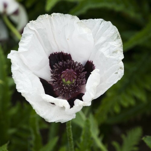 ORIENTAL POPPY ROYAL WEDDING 1G
