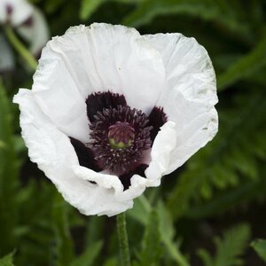 ORIENTAL POPPY ROYAL WEDDING 1G