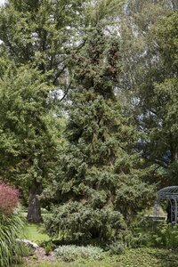 ORIENTAL SPRUCE 175CM - image 5