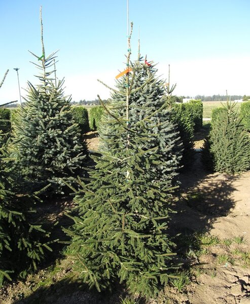 ORIENTAL SPRUCE 175CM