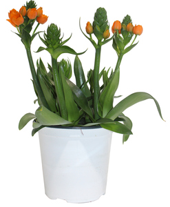 ORNITHOGALUM 6"