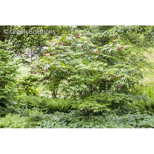 OSAKAZUKI JAPANESE MAPLE 125 CM