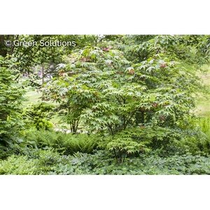 OSAKAZUKI JAPANESE MAPLE 125 CM