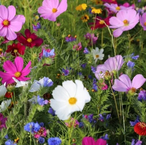 OSC Ann. Annual Mixture Special Mix