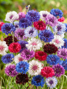 OSC Ann. Bachelor Buttons OSC Mix