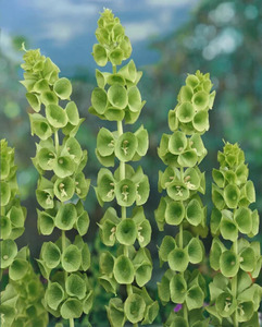 OSC Ann. Bells Of Ireland Green Bells