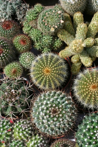 OSC Ann. Cactus Mixed Varieties