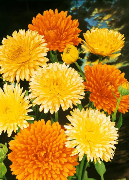 OSC Ann. Calendula Pacific Beauty Mix