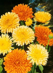 OSC Ann. Calendula Pacific Beauty Mix